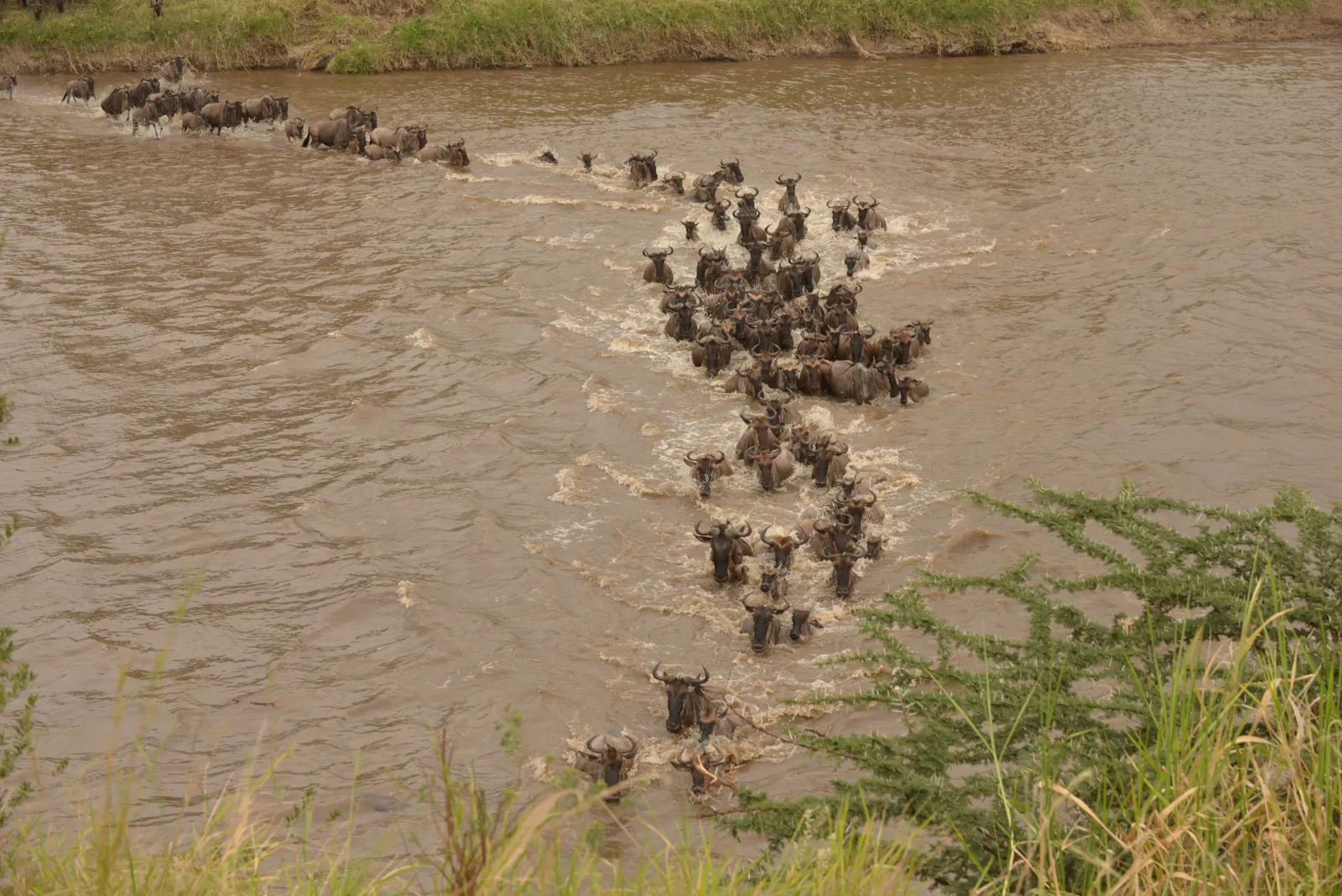 Wildebeest crossing the Mara River