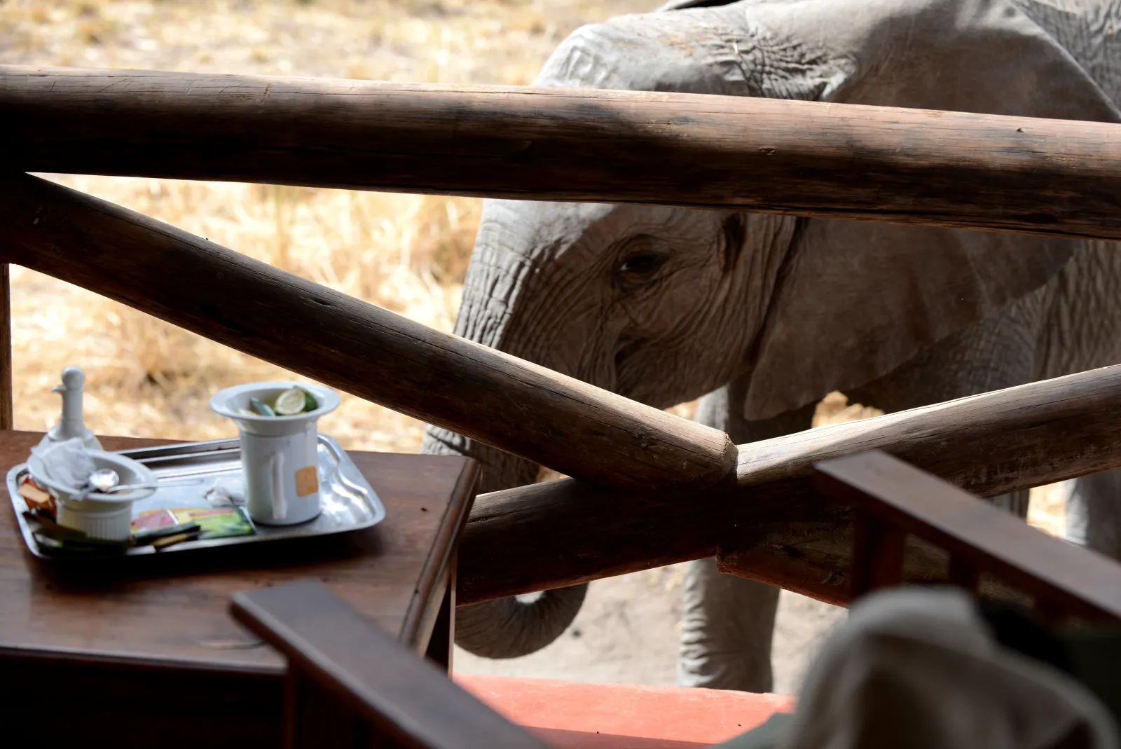 An elephant at the verandah of a Tarangire tented cottage